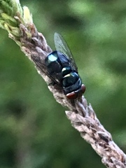 Chrysomya rufifacies