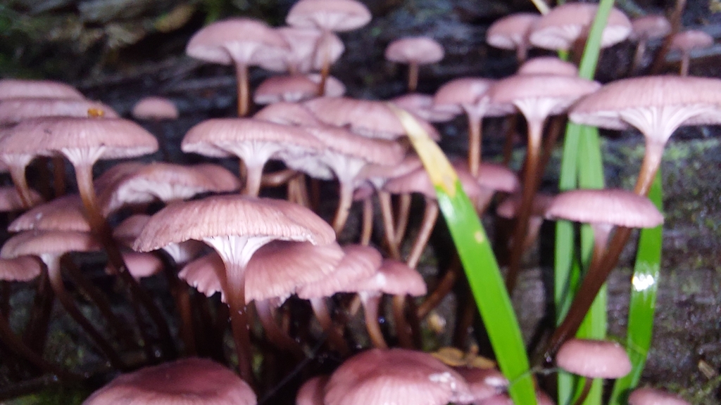 Mycena kurramulla