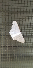 Idaea tacturata