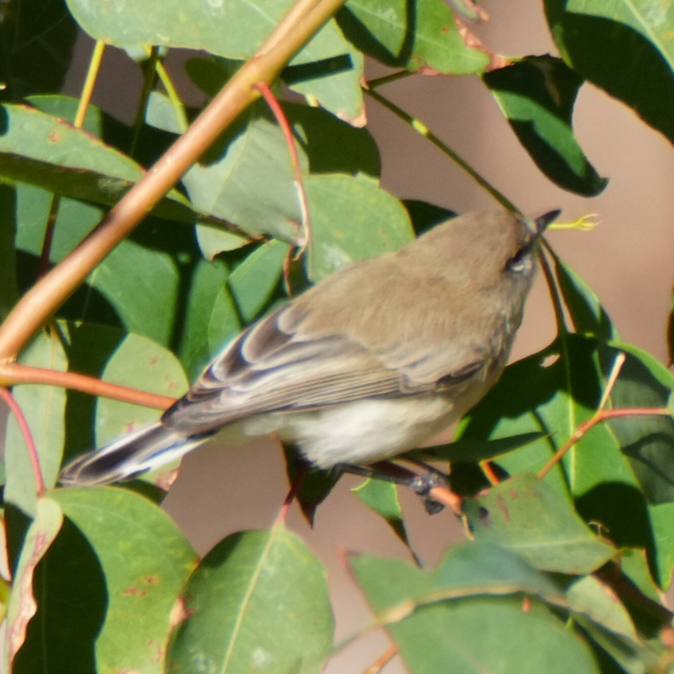 Western Gerygone (Gerygone fusca), photo 5