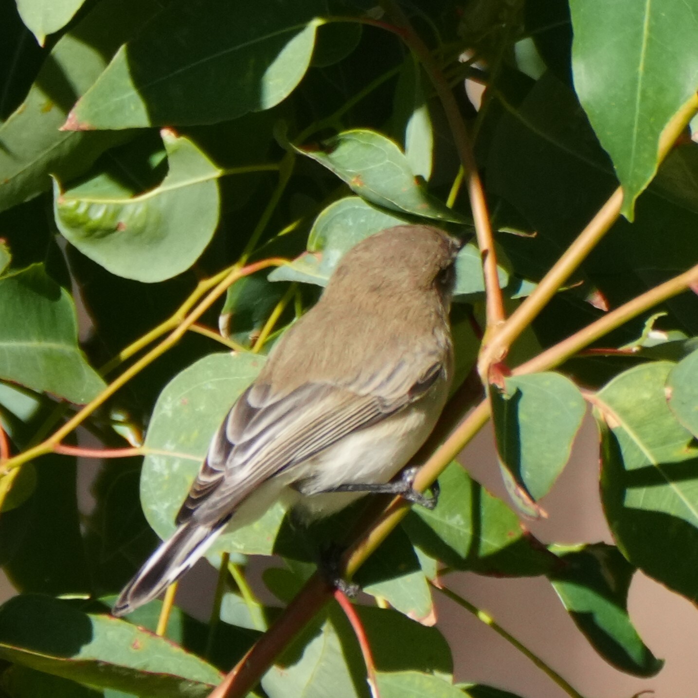 Western Gerygone (Gerygone fusca), photo 6