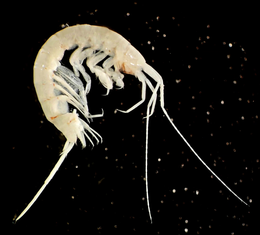 Eriopisa