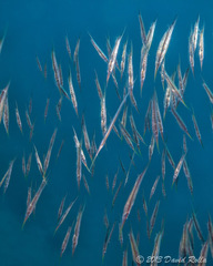 Centriscus scutatus