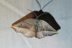 Metanema determinata
