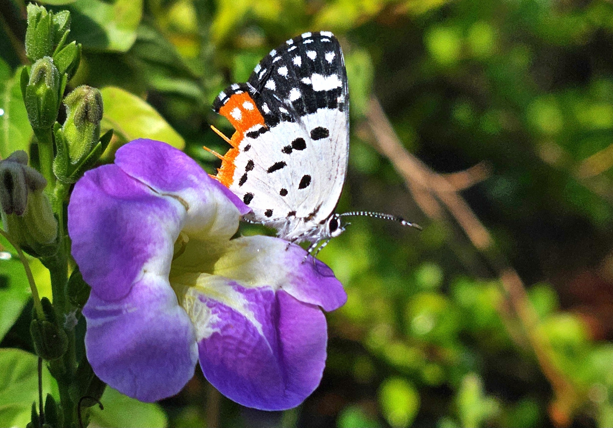 Red Pierrot