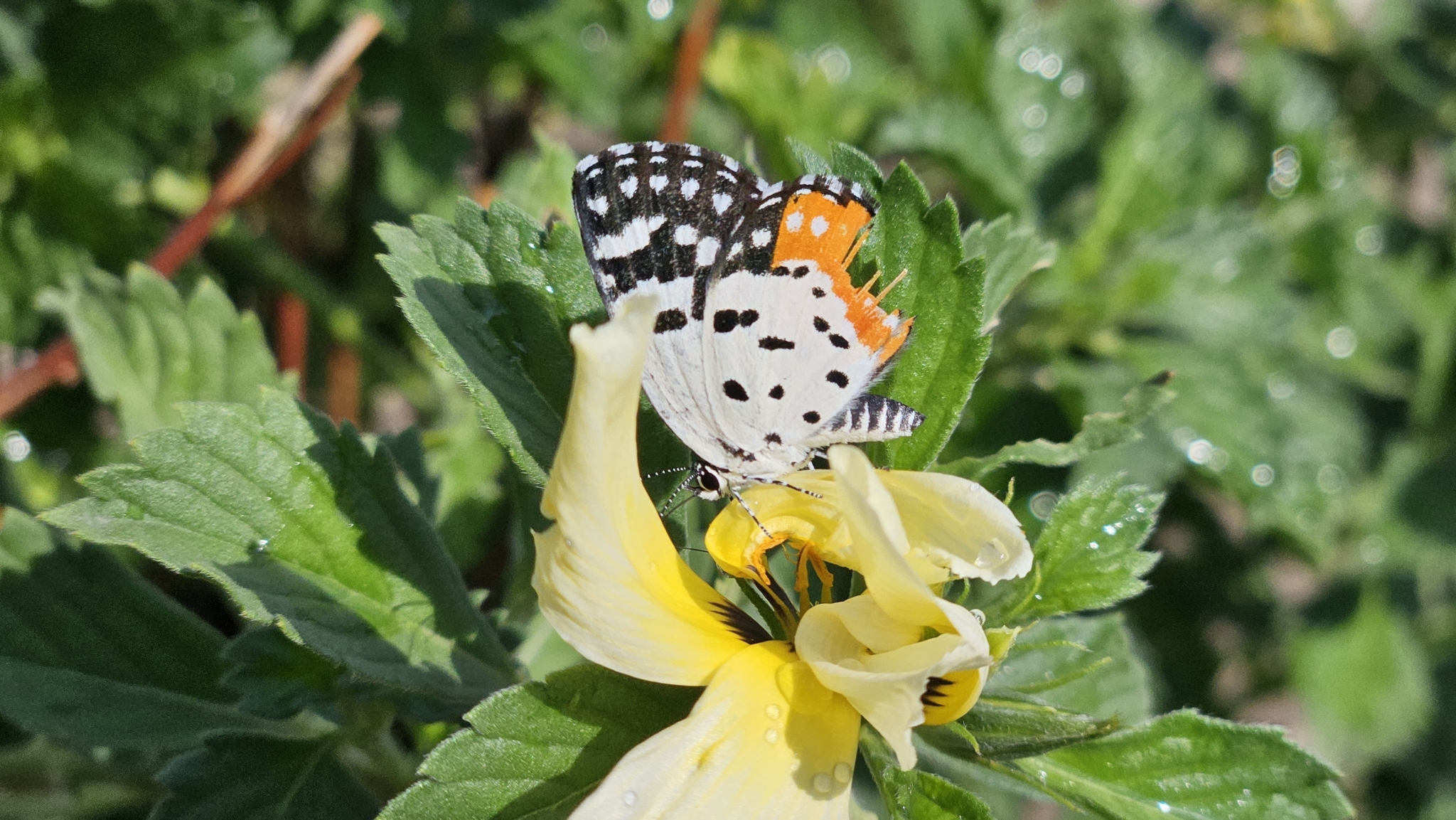 Red Pierrot