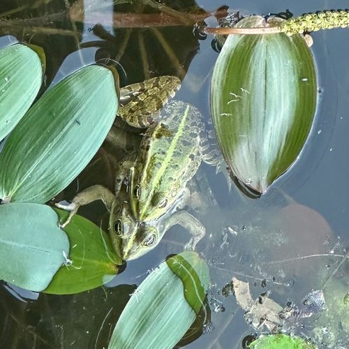 Wasserfrösche