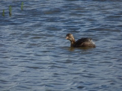 Tachybaptus ruficollis