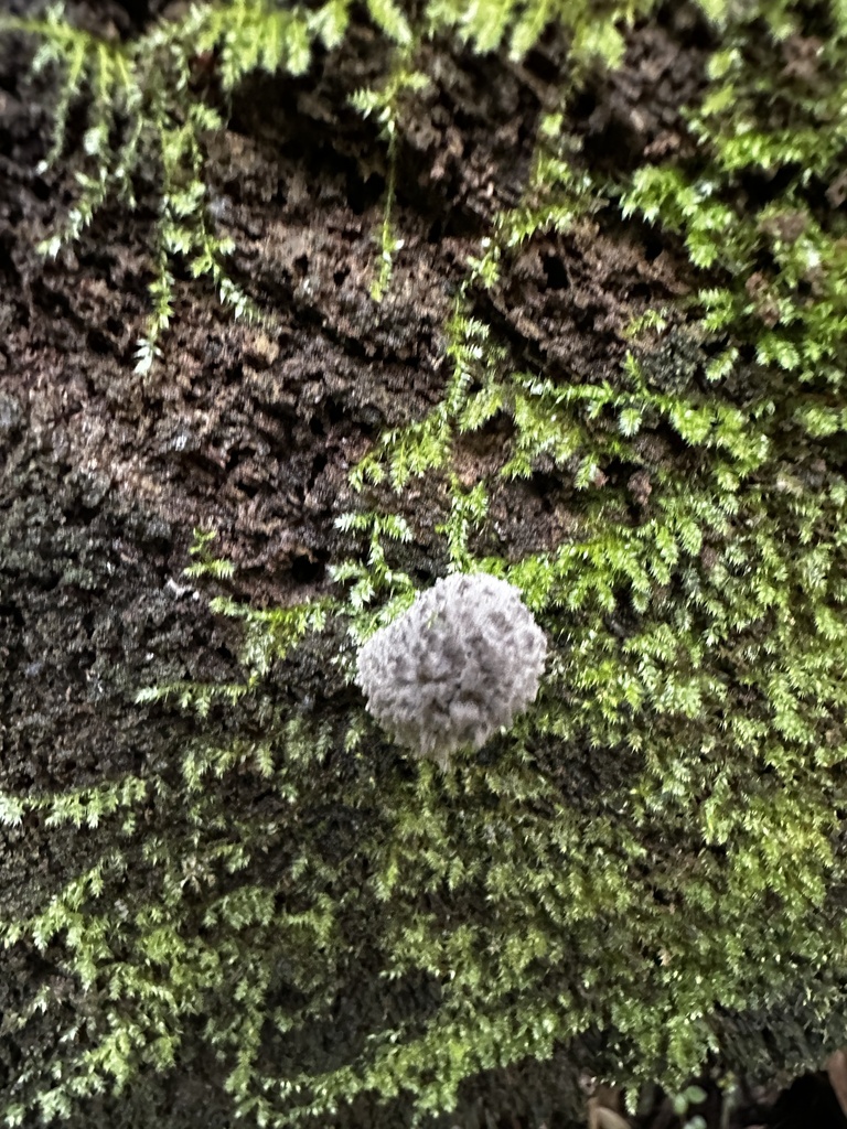 Coprinopsis laanii