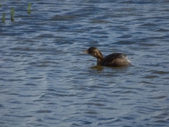 Tachybaptus ruficollis