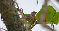 Conirostrum cinereum