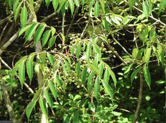 Toxicodendron succedaneum