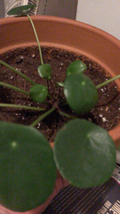 Pilea peperomioides