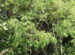 Toxicodendron succedaneum