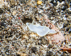 Glossodoris