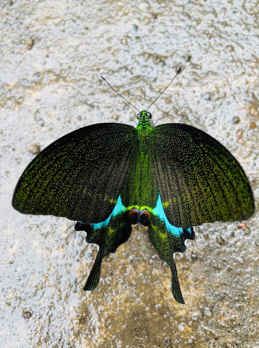 Paris Peacock