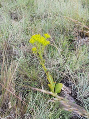 Kalanchoe paniculata