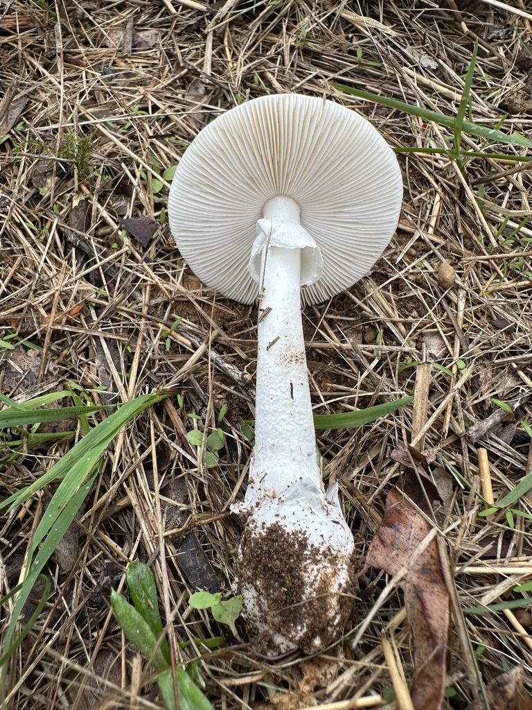 Amanita marmorata