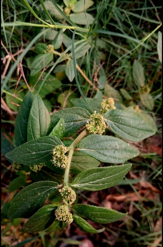 Asthma Plant