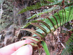 Polystichum imbricans curtum