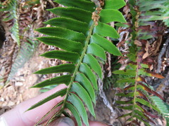 Polystichum imbricans curtum
