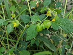 Physalis philadelphica