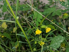 Physalis philadelphica