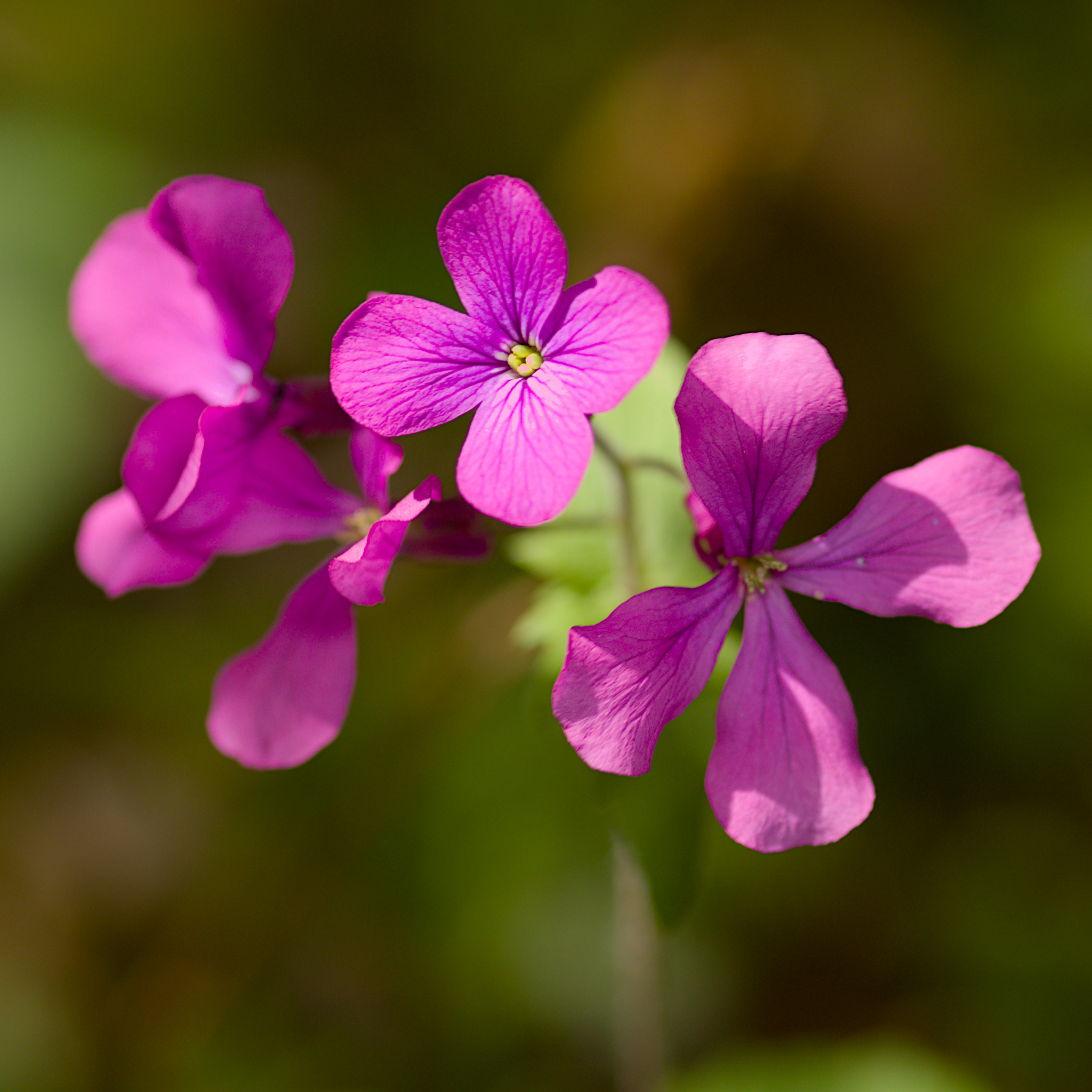 Lunaria annua