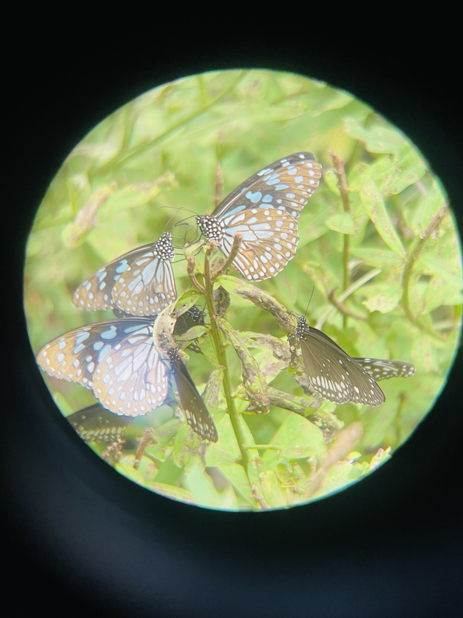 Blue Tiger