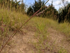 Schizachyrium scoparium