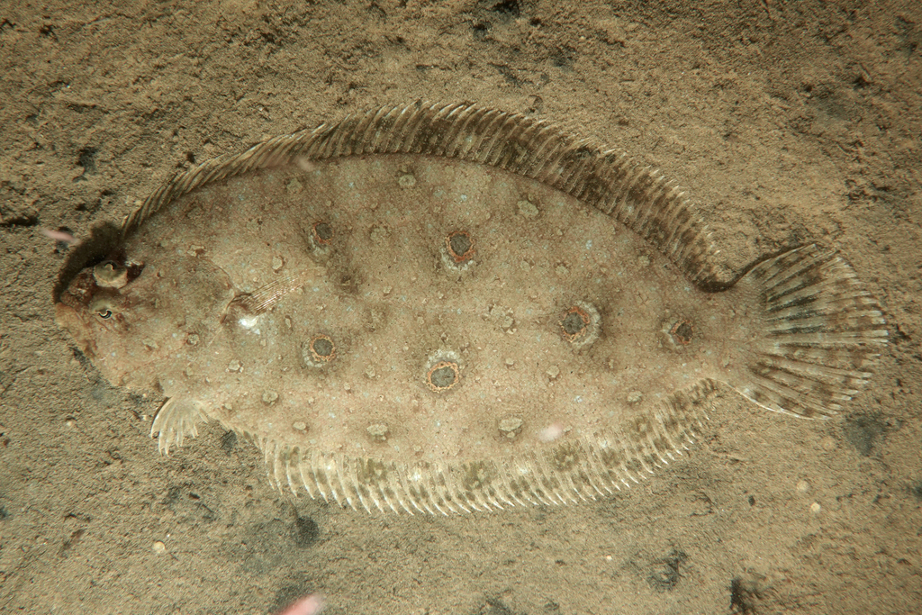 Five-eye Flounder