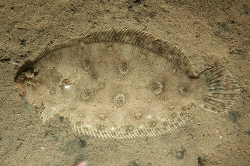 Vijfoog-bot (Pseudorhombus quinquocellatus) — Paralichthyidae — 4