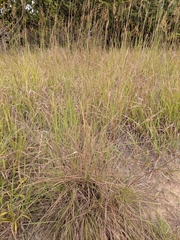 Schizachyrium scoparium