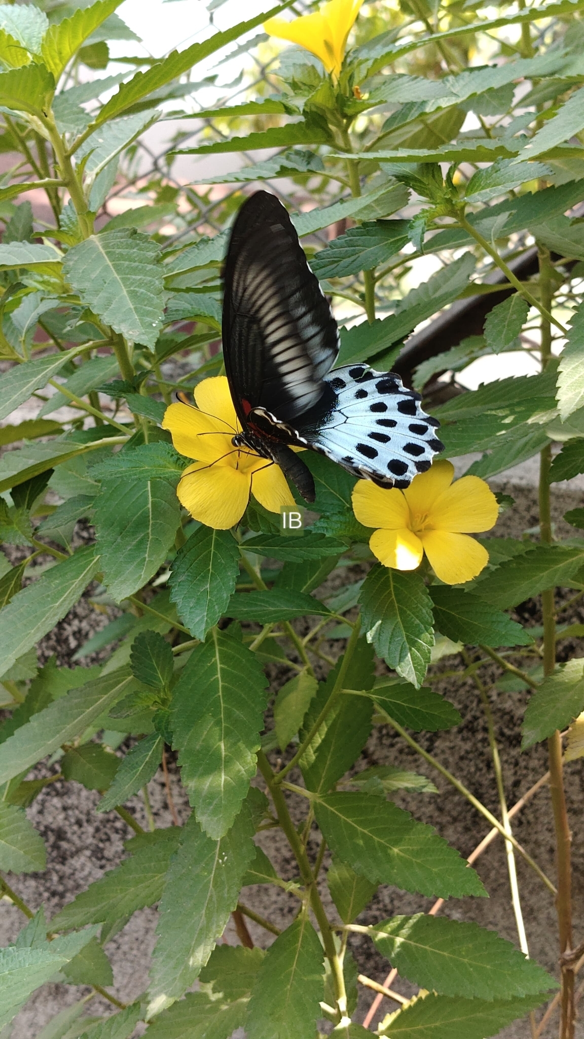 Island Mormon