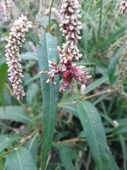 Melanopsichium pennsylvanicum