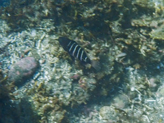 Convict Grouper photo 2