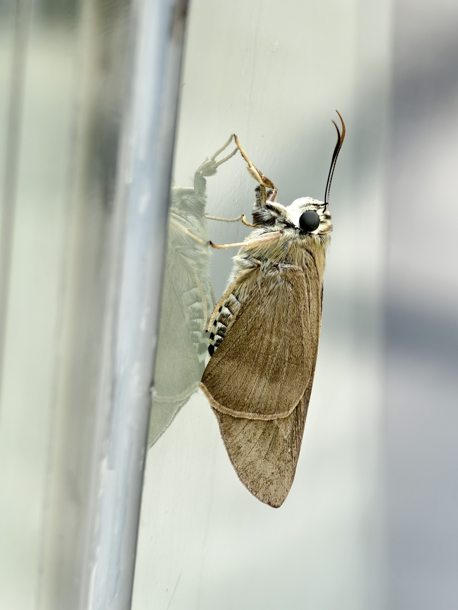 Brown Awl