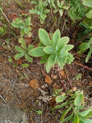 Hylotelephium telephioides