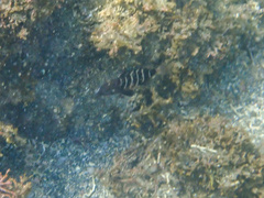 Convict Grouper photo 3