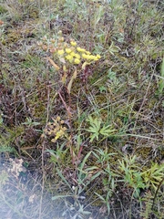 Bupleurum multinerve