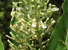 Alpinia galanga