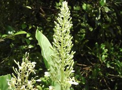 Alpinia galanga