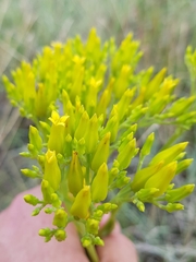 Kalanchoe paniculata
