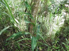Alpinia galanga
