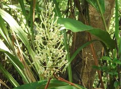 Alpinia galanga
