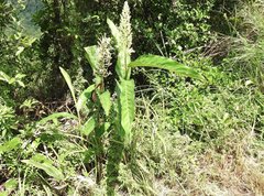 Alpinia galanga