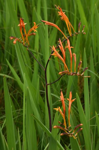 Crocosmia paniculata