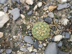 Coryphantha salinensis