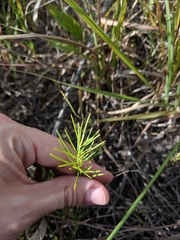 Asclepias verticillata