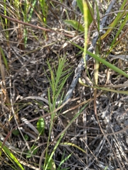 Asclepias verticillata